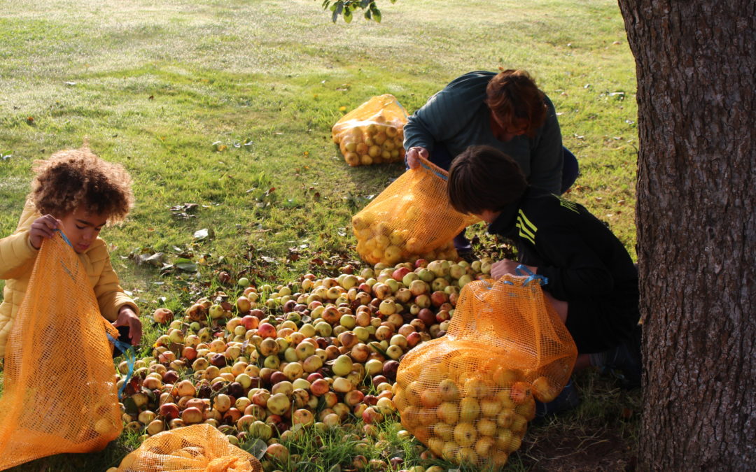 Pomme pomme pomme pomme !