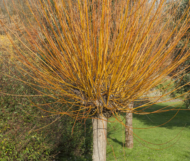 Demande de branches de saule, pour futur atelier osier vivant